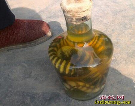 怎么炮制海蛇药酒