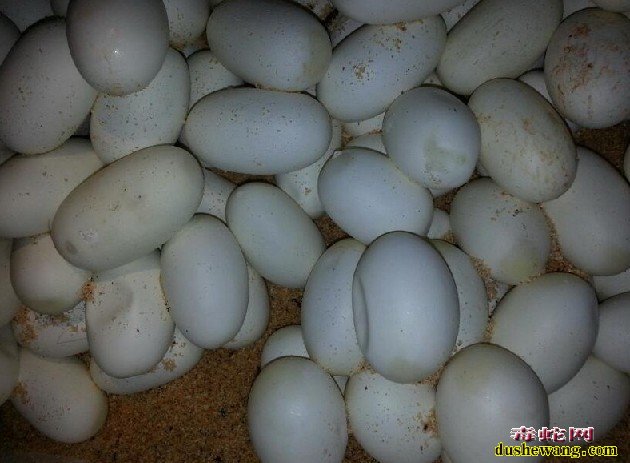 鸟蛋和蛇蛋有什么区别