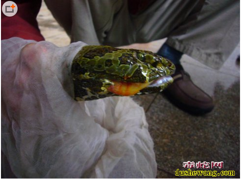 蛇口腔炎图片