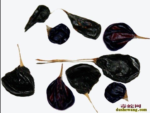 菜花蛇蛇胆能吃吗?