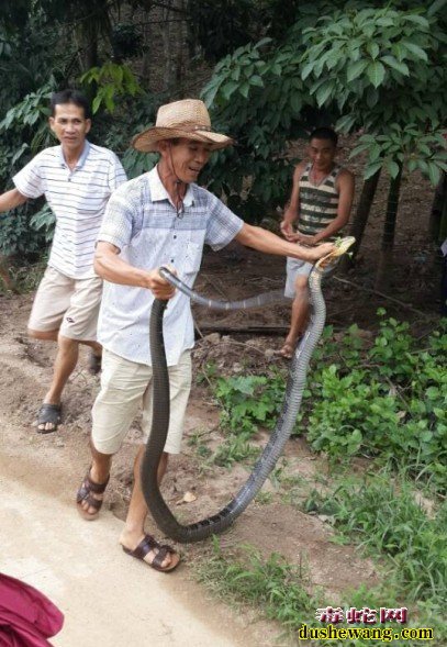 野生眼镜王蛇价格