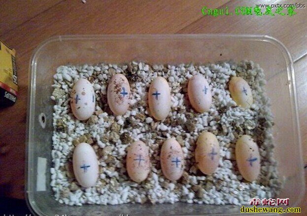 人工少量蛇蛋孵化方法