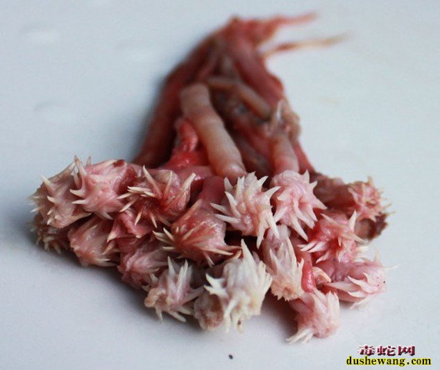 蛇的药用价值 蛇肉的功效