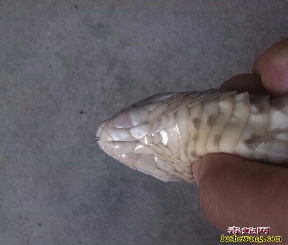 蛇皮肤病、肺炎原因及治疗方法