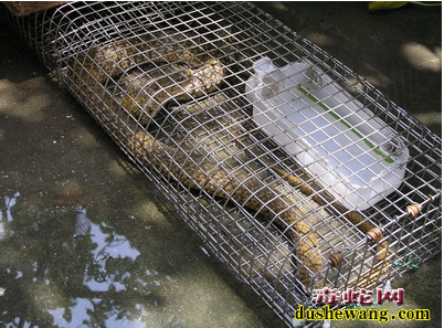 捕蛇笼最新设计图