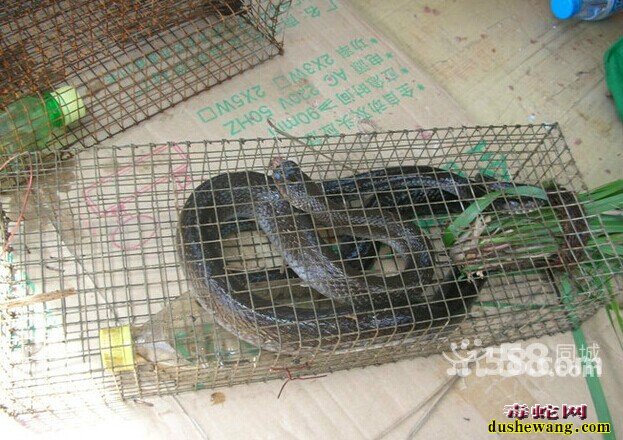 捕蛇笼最新设计图