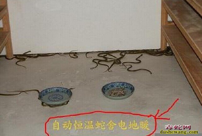 养蛇专用发热板图片