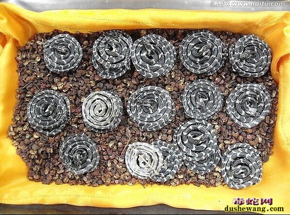 金钱白花蛇,金钱白花蛇功效