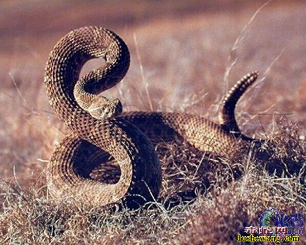 响尾蛇图片