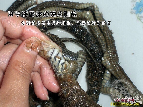 菜花蛇的蛇皮能吃吗? 凉拌蛇皮做法?