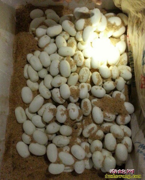 五步蛇的蛇蛋孵化过程