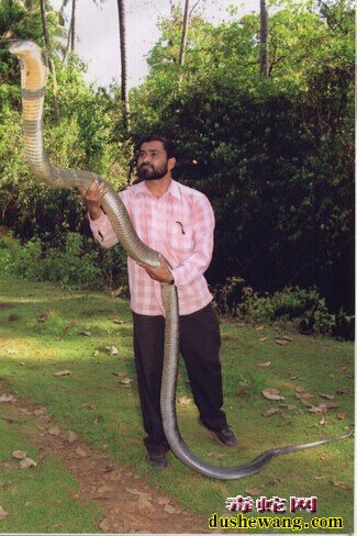 巨型眼镜王蛇