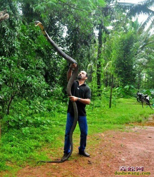 巨型眼镜王蛇