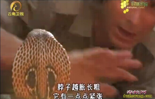 自然密码眼镜王蛇