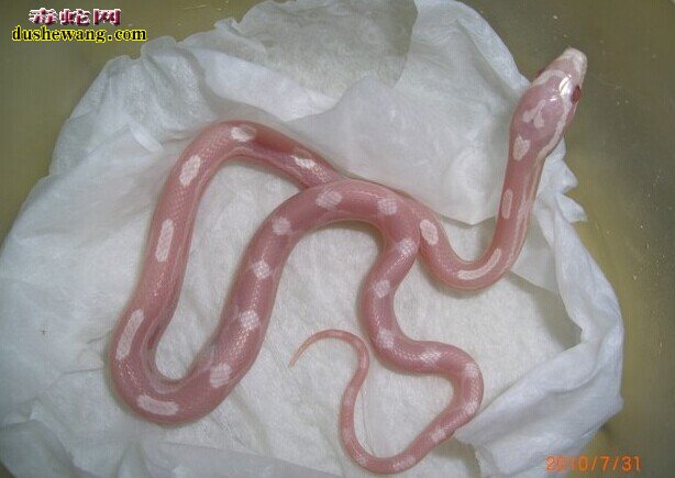 白化红玉米蛇