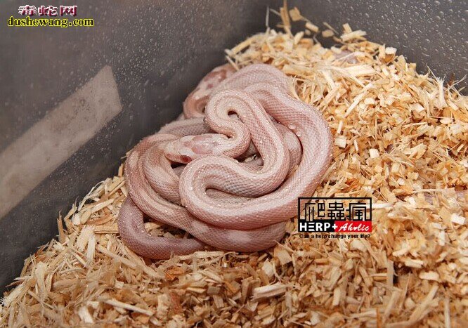 白化红玉米蛇