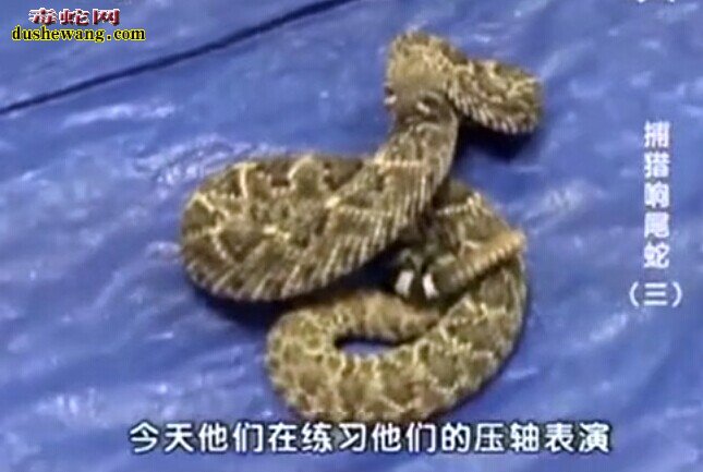 大真探捕猎响尾蛇