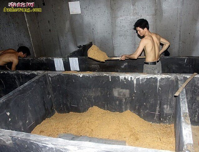 发酵床养蛇图片