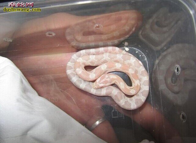 白化玉米蛇