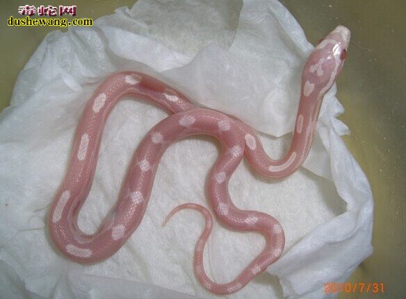 白化玉米蛇
