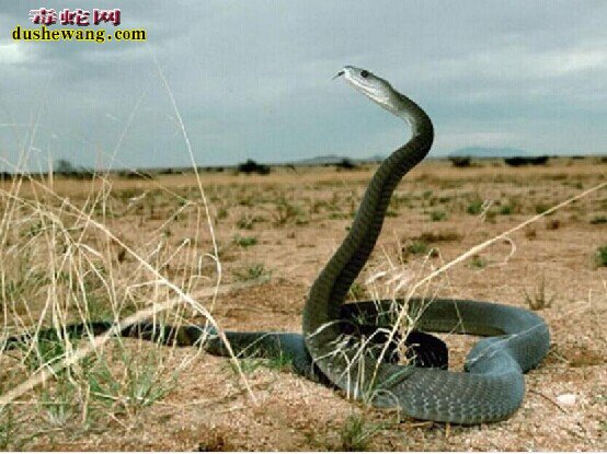 黑曼巴王蛇