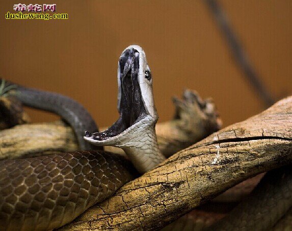 黑曼巴王蛇