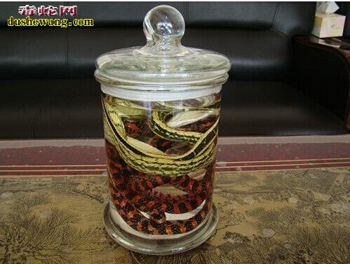 赤链蛇酒,赤链蛇酒怎么泡?