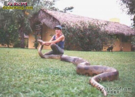 世界最大的蛇图片