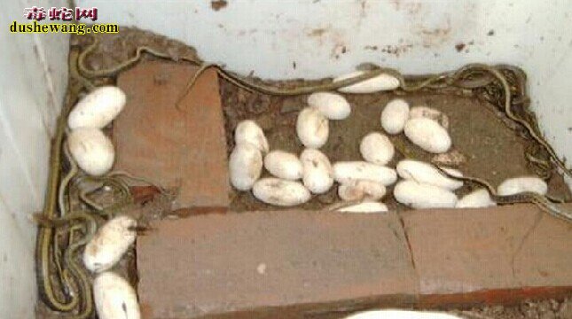 菜花蛇养殖视频