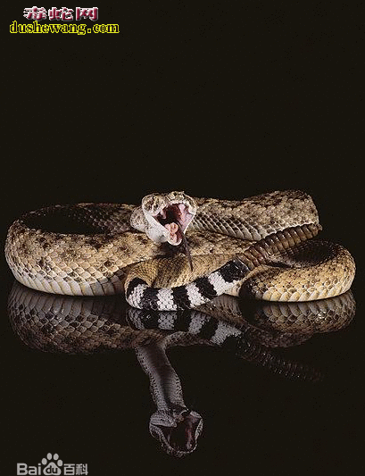 菱斑响尾蛇