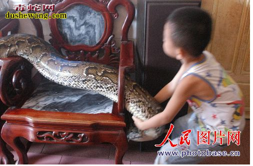 蟒蛇报恩