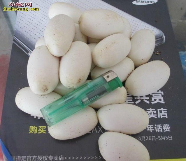 广东广西水律蛇蛋最新价格