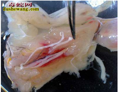 蛇寄生虫病有哪些 蛇寄生虫防治