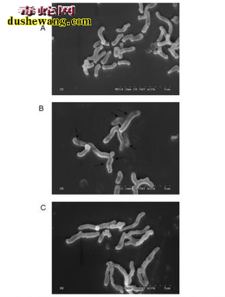 金环蛇抗菌肽 金环蛇抗菌肽功效