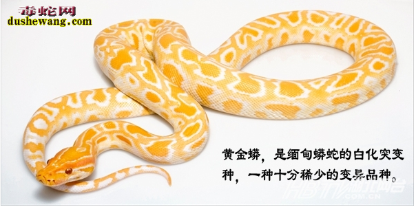 黄色蟒蛇