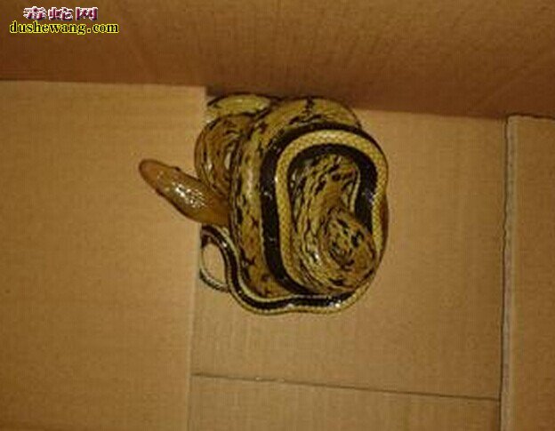 怎么养菜花蛇