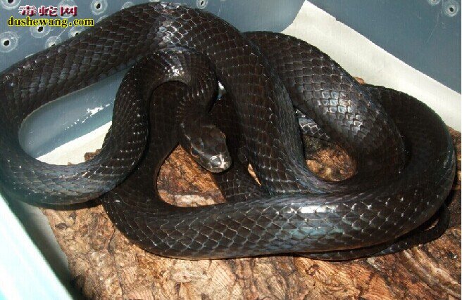 黑乌梢蛇