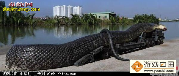 最大的蛇500米-100米图片