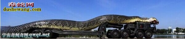 最大的蛇500米-100米图片