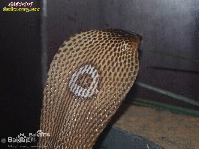 孟加拉眼镜蛇,孟加拉眼镜蛇图片