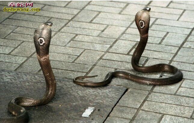孟加拉眼镜蛇，孟加拉眼镜蛇图片