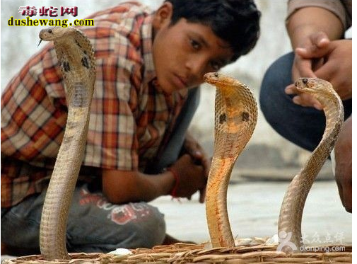 印度眼镜蛇，印度眼镜蛇图片