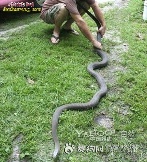 最大的黑曼巴蛇