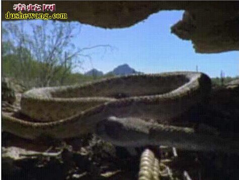 响尾蛇交配