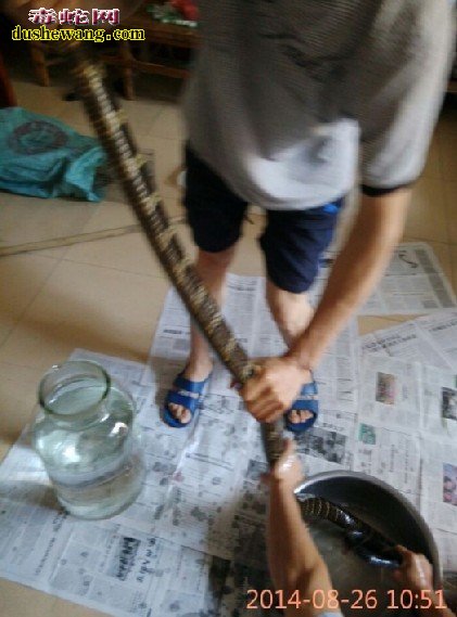 眼镜王蛇,眼镜王蛇就功效与作用