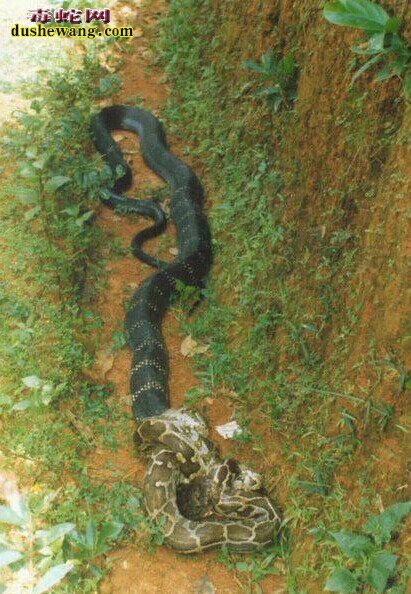 世界上最大的眼镜王蛇图片