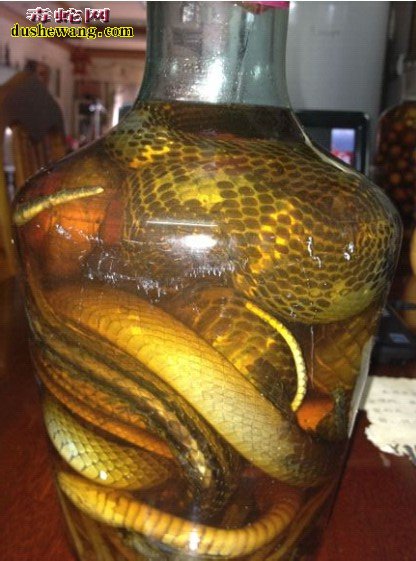 金银环蛇酒怎么泡，金银环蛇酒功效与作用？