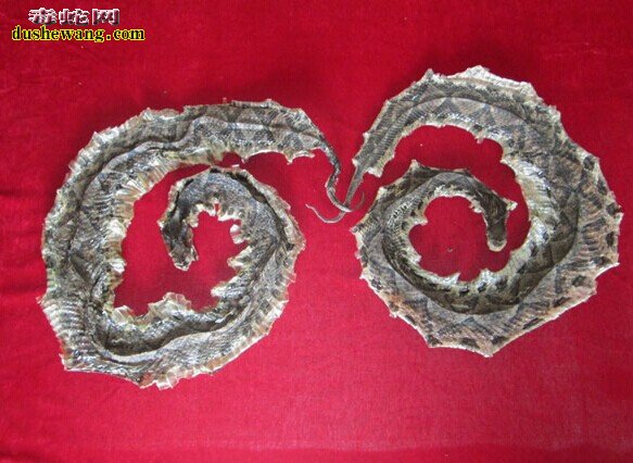 蛇酒怎么泡?
