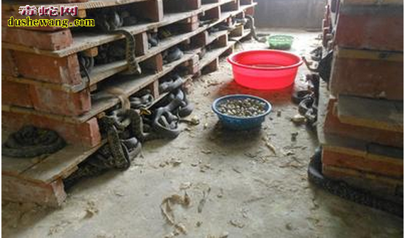王锦蛇人工养殖方法