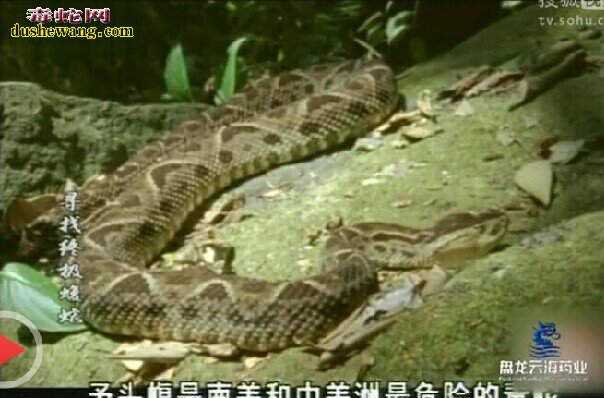 寻找终极蝮蛇